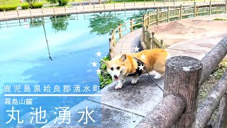 透明すぎて見えない天然水…癒やされすぎるコーギー散歩…霧島湧