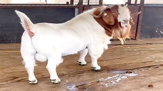 Boer Buck from Pacifica Boer Goat Stud