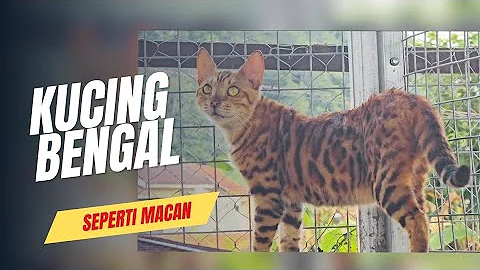 Video 10177281: kucing american shorthair, bengal leopard, kucing asian leopard