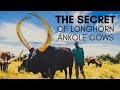 Why Ankole Cows Have Such Huge Horns