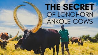 Why Ankole Cows Have Such Huge Horns