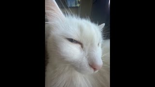 Free 4Nway Og Buda Type Beat - Borobani