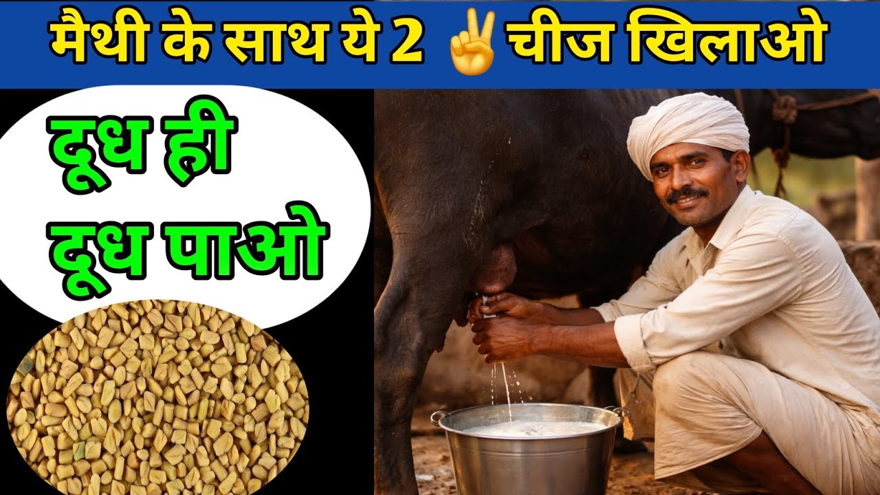 No 1👌फार्मूला 💯 पशुओं का दूध बढ़ाने के लिए मेथी जरूर खिलाएं/दूध 🥛बढ़ेगा 2 गुणा ✅️#incresemilk.#Cow🐄🐃