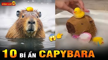 🔥 Tất Tần Tật 10 Bí Ẩn Ly Kỳ Về Capybara ‘Bộ Trưởng Ngoại Giao’ Của Thế Giới Động Vật I Kính Lúp TV