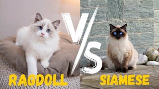 Ragdoll Cat vs Siamese: 10 Differences You Need to Know