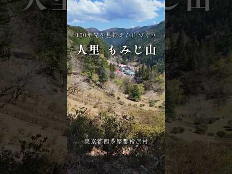 【檜原村】100年先を見据えた山づくり 春のもみじ山を歩く #山歩き #地域活動 #桜 #春 #旅行 #hinohara #hinoharavillage