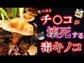 まさに生き地獄...苦痛に特化した毒キノコ ドクササコの持つ凶悪な毒性【ゆっくり解説】