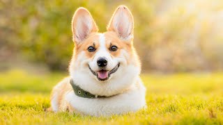 Soothing Music for Dogs to Calm Down, Relax & Sleep | Dog Music Therapy Calming Aid for Relaxation