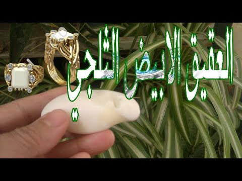 فيديو: Likhnis العقيق الأبيض (27 صورة): زراعة ورعاية الفجر العادي ، واستخدام الزهرة في تصميم المناظر الطبيعية ، والنمو من البذور