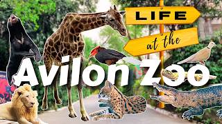 Life at the Avilon Zoo