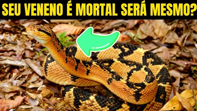 Essa RARA COBRA AZUL é Única no Mundo (Trimeresurus insularis) A