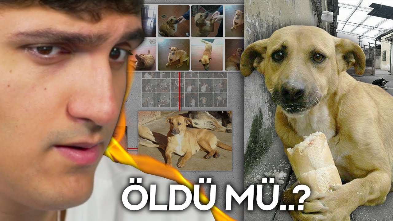 TÜRK KÖPEK EKMEK REİS'İ NASIL BULDUM..?