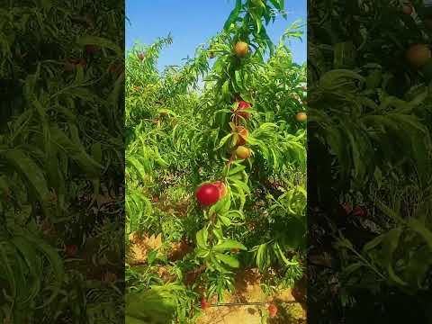 Peach Egypt زراعه مبيدات خوخ مصر 