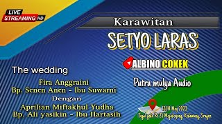    Setyo Laras  Putra Mulya    Albino