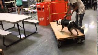 How Does A Dog Spend Her Days During a 2 Week Board and Train? 1 Y O Border Collie Shepherd Mix Evee Two Week Board And Train W Audrey