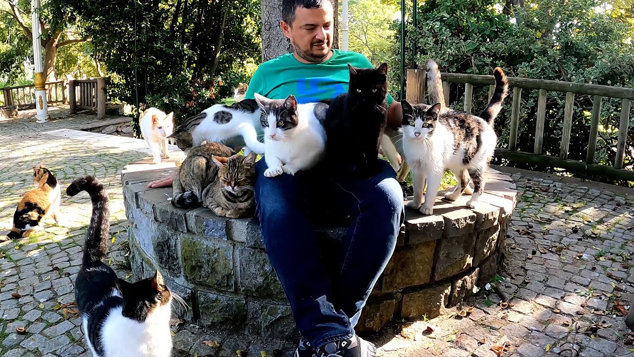 Hundreds of Cats, One Lap They Trust