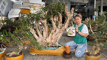 Bằng Lăng núi, Sam, Tùng, Gừa & Bình Trà xưa 28/6 #0939700449 Thúy An giao toàn quốc