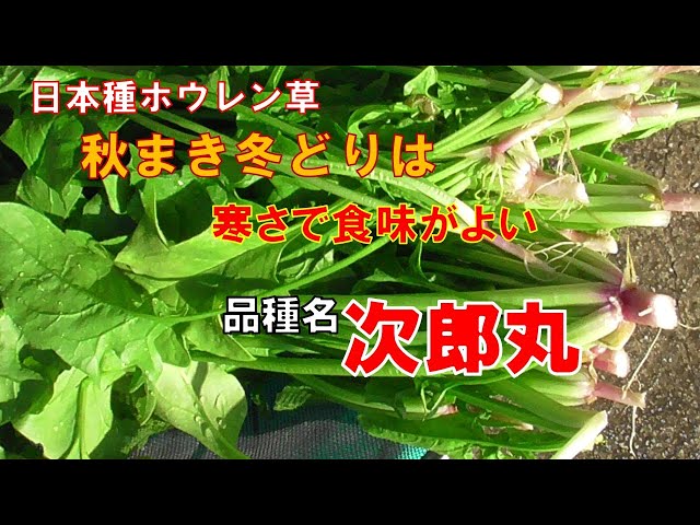 味のよい秋冬どり日本種ほうれん草「次郎丸」 - YouTube