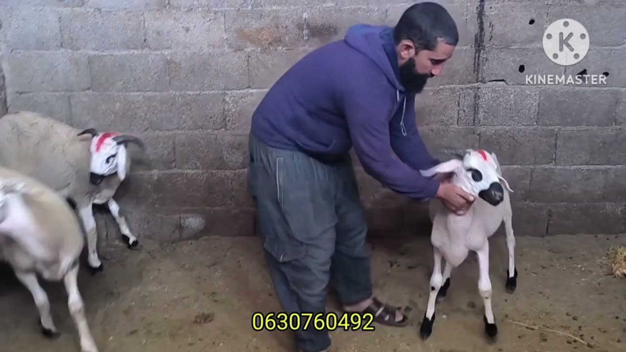 5 خرفان بدريين معروضين للبيع في إقليم قلعة السراغنة بتاريخ 26/09/2025