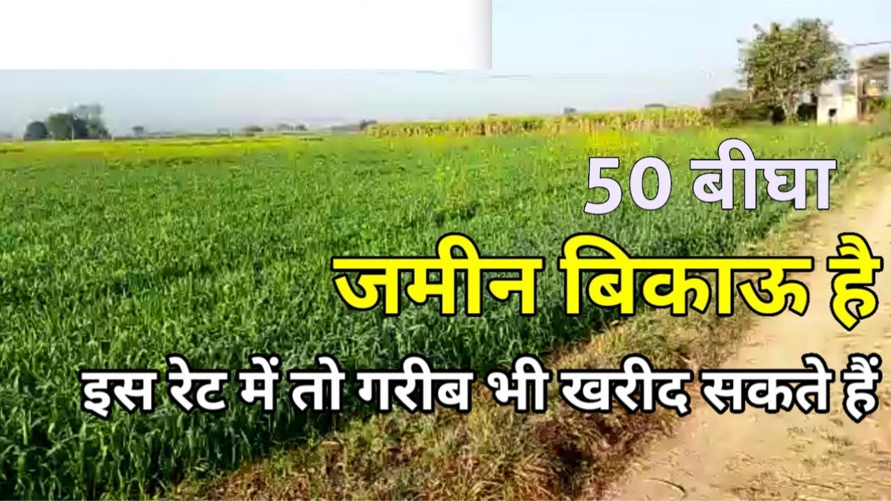 गरीब हो या अमीर कोई भी खरीद सकता है इस बिकाऊ जमीन को / bikau Jameen in datiya Madhya Pradesh