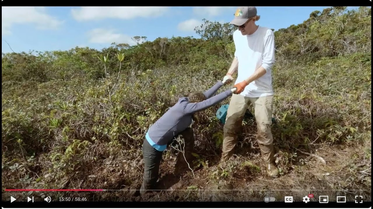"When Silence Becomes The Song"- Saving the rarest forest birds in the ...