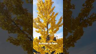 Chasing Autumn Colors: Golden Trees & Radiant Blooms #viral #trending #colors #fall #nature