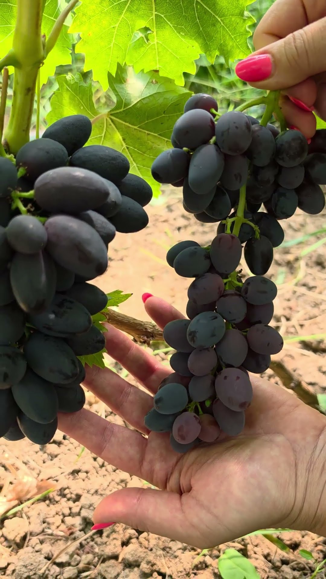 кишмиш Маула / Maula seedless: відео