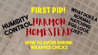 Hatching Eggs: Pipping and AVOIDING Shrink Wrapped Chicks