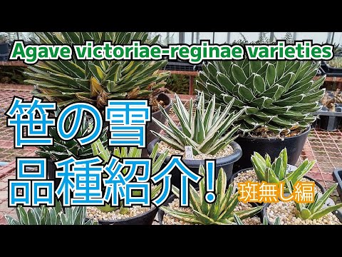 アガベチタノタ笹の雪 アガベ 帯向笹の雪 | hanayoshi-botanical