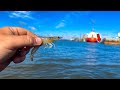 Fishing live shrimp for big mangrove snapper catch and cook