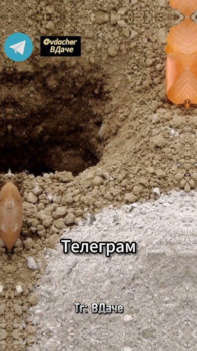 Что положить в лунку при посадке картофеля? #огород #дача #сад - YouTube