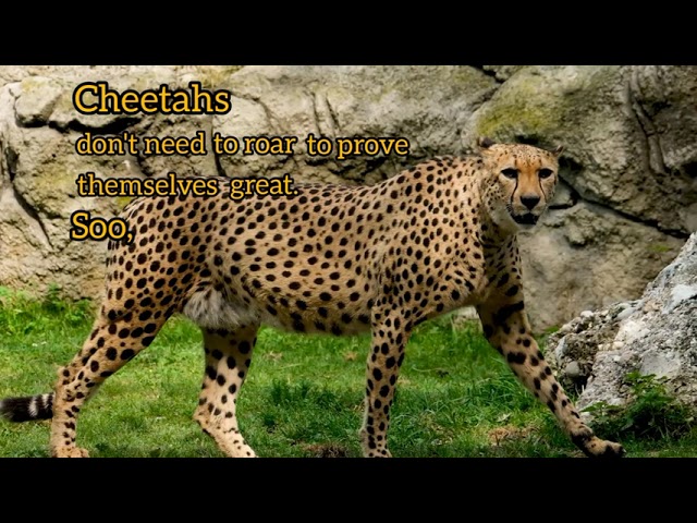 Cheetah | words of motivation | Kata-kata motivasi hidup class=