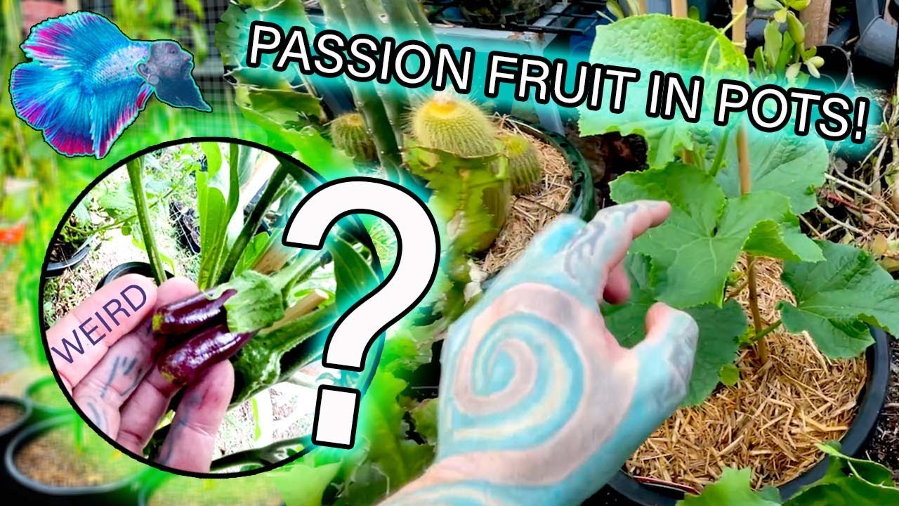 GROWING PASSION FRUIT IN POTS AND THIS HAPPENED! LOLOL Garden tour!