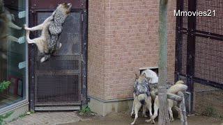 Wolf jump~給餌が待ち遠しいオオカミたち