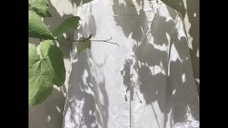 Linen Shirt - Alfrida