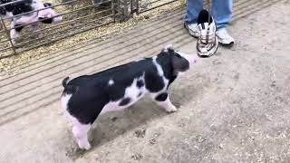 3-6 Limitless Spot Gilt Update