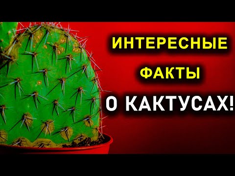ИНТЕРЕСНЫЕ ФАКТЫ О КАКТУСАХ!