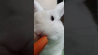 Кролик Моти Ест Морковку 🥕 #Домашниеживотные #Животные #Bunny #Rabbit #Кролик