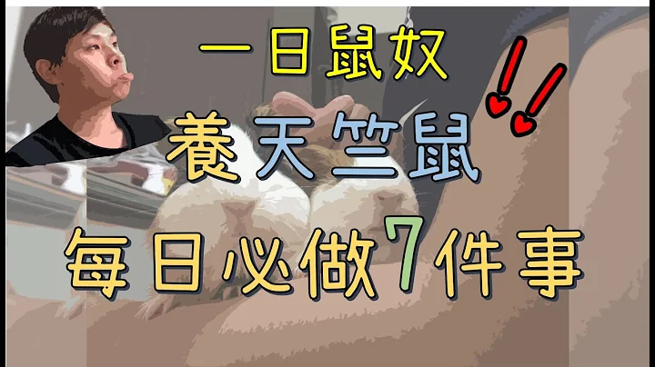 【Fatbe Diary】 一日鼠奴之养天竺鼠每日必须做的7件事You have to do those things for Guinea Pig - 天天要闻