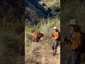 Black Bear Charges Hiker on Mt. Wilson Trail | Los Angeles