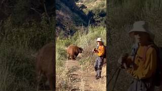 Black Bear Charges Hiker on Mt. Wilson Trail | Los Angeles