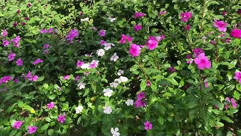 KỸ THUẬT KINH NGHIỆM TRỒNG CHĂM SÓC HOA DỪA CẠN RA HOA ĐẸP RỰC RỠ THEO ý MUẤN