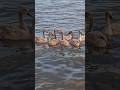 Cygnets gathered in circle & parents guard them / Лебедята собрались в кружок,а родители охраняют +