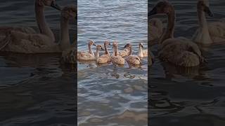 Cygnets gathered in circle & parents guard them / Лебедята собрались в кружок,а родители охраняют +