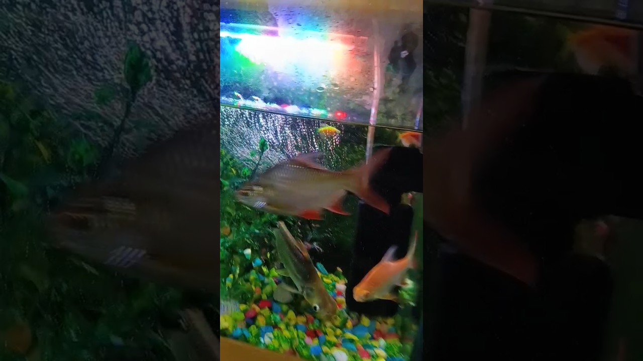 #fish #aquarium mini fish #fishtank 🐠🐠🐠🐠🐬🐋🐳🐟🐟🦈🙏🙏