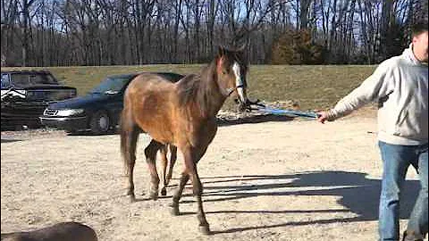 3-29-30BOHorses 292.MP4