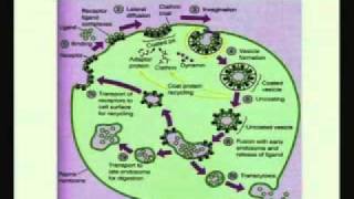 Mod-01 Lec-33 Receptors-Mediated Endocytosis