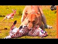 أسد يقتل فهد مشاهد تحبس الانفاس Lion And Leopard 