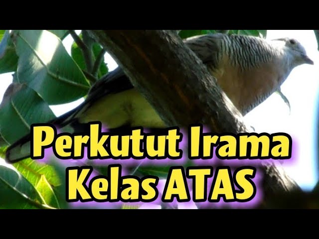 Suara Perkutut Irama Yg Saat Ini Lagi Viral ‼️ Banyak Di Buru Kalangan Atas class=