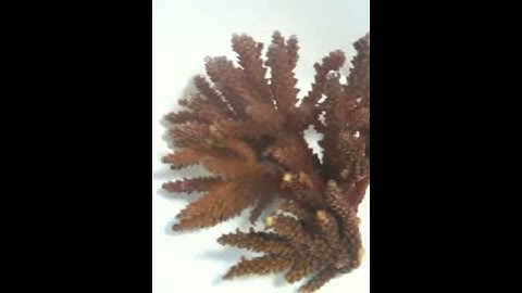Garf Acropora propagation day 2